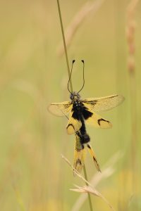 Libelloides longicornis