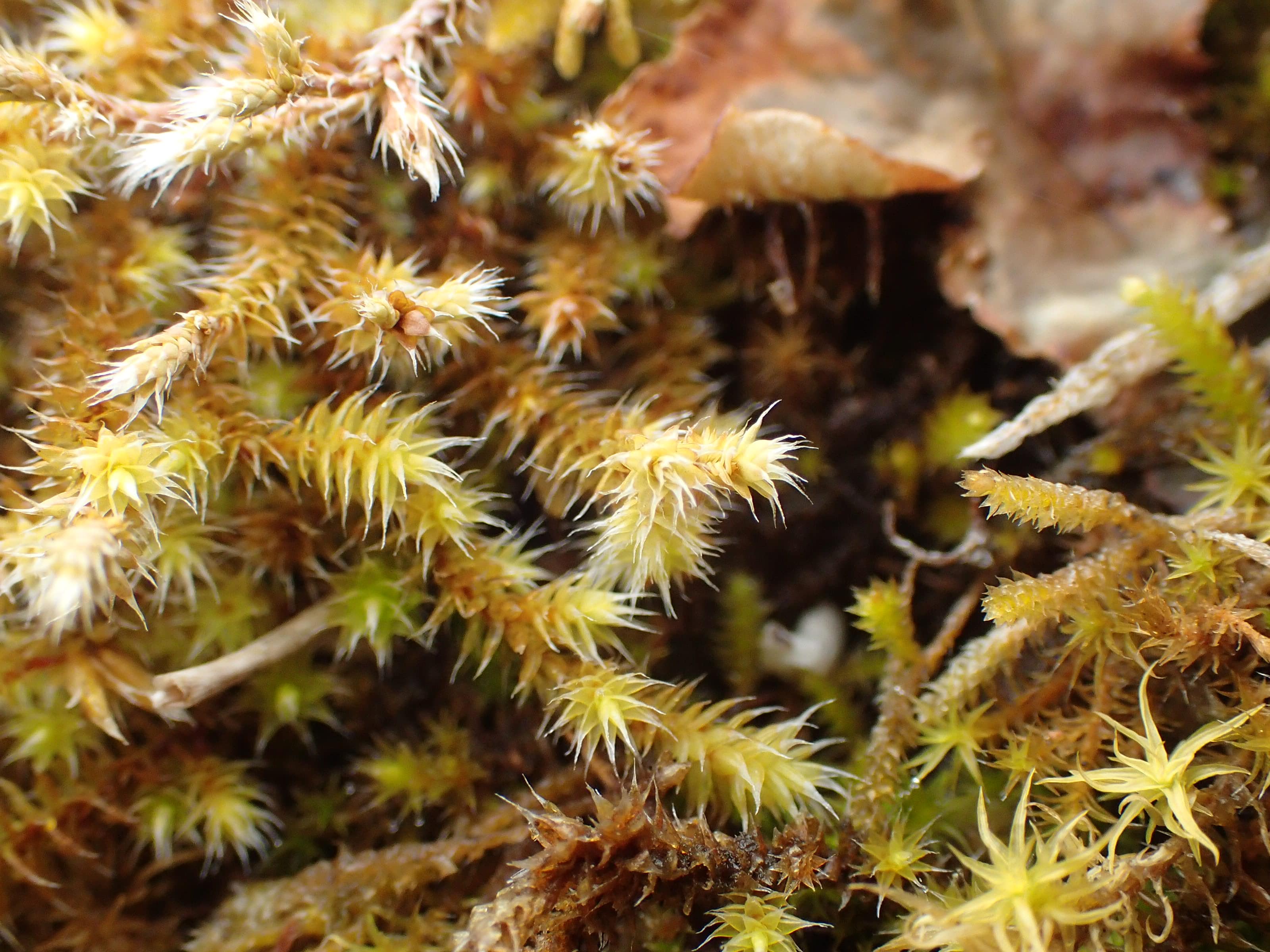 Inventaire de biodiversité communale IBC