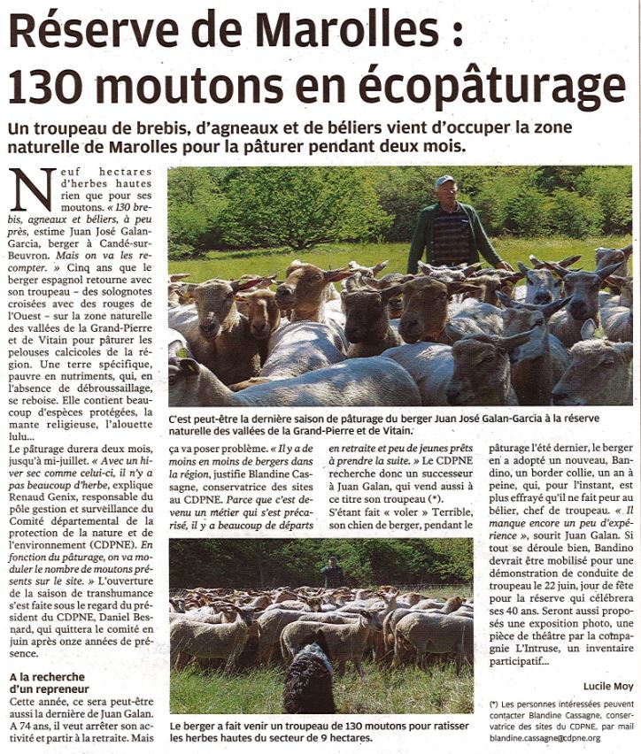 écopaturage-réserve-nationale-grand-Pierre-Vitain- paturages-moutons-solognote-Marolles