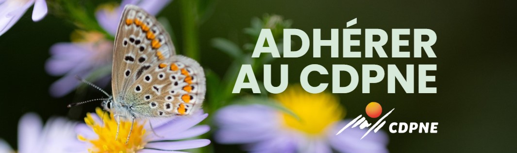 Texte alternatif
